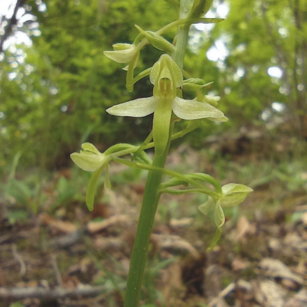 Orchidee Poggi di Monte